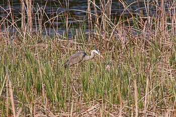 2016年4月9日(土) 21世紀の森と広場(千葉県松戸市)の野鳥観察記録