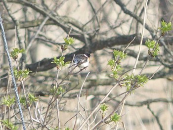 Amur Stonechat 勇払原野 Sat, 5/2/2020