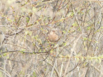 Siberian Long-tailed Rosefinch 勇払原野 Sat, 5/2/2020