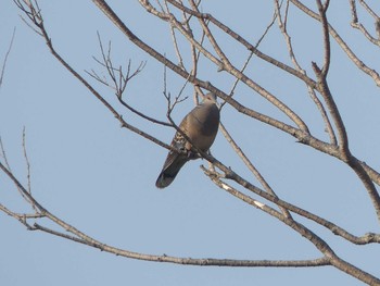 Oriental Turtle Dove 勇払原野 Sat, 5/2/2020