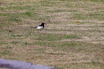 Japanese Wagtail 21世紀の森と広場(千葉県松戸市) Sat, 4/9/2016