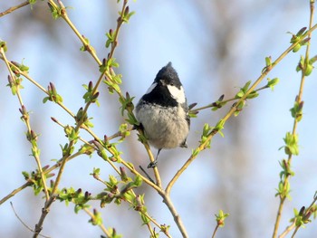 Coal Tit 勇払原野 Sat, 5/2/2020