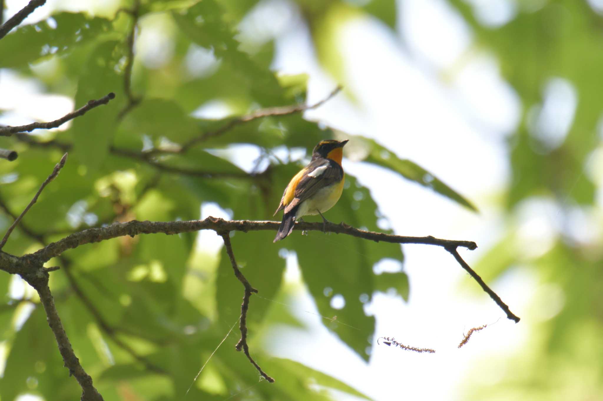 Photo of Narcissus Flycatcher at 滋賀県河辺いきものの森 by masatsubo