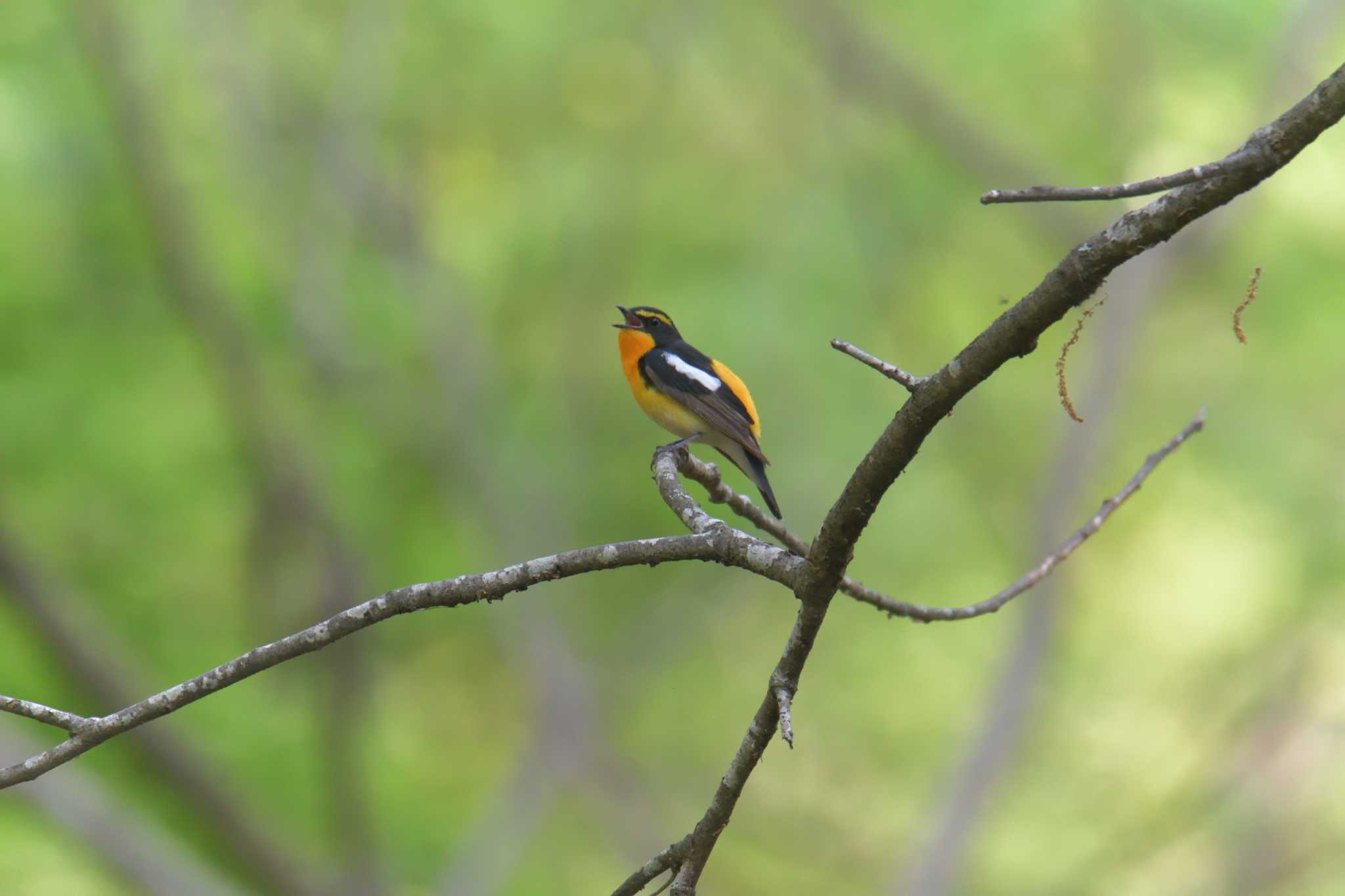 Narcissus Flycatcher