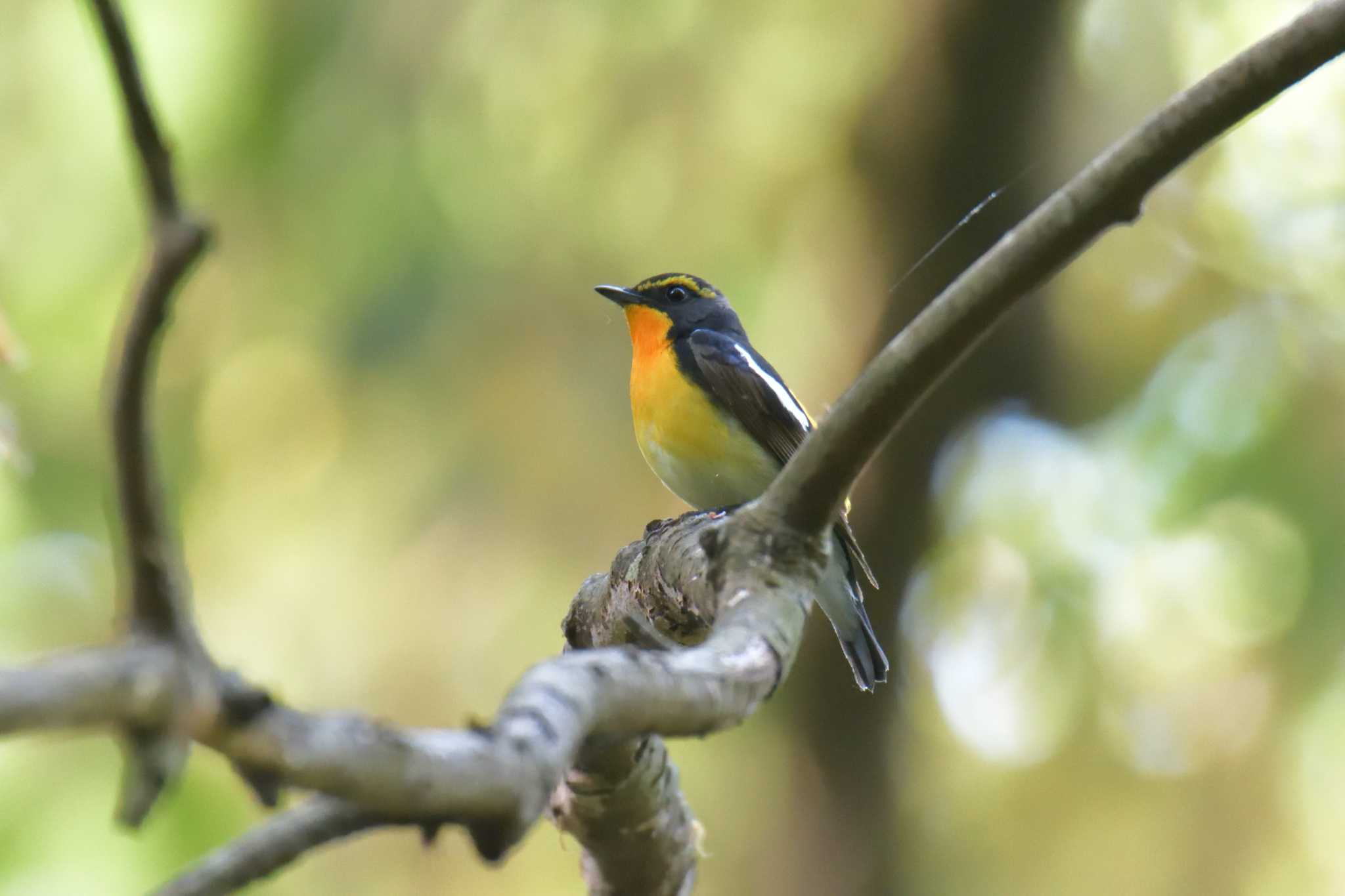 Narcissus Flycatcher