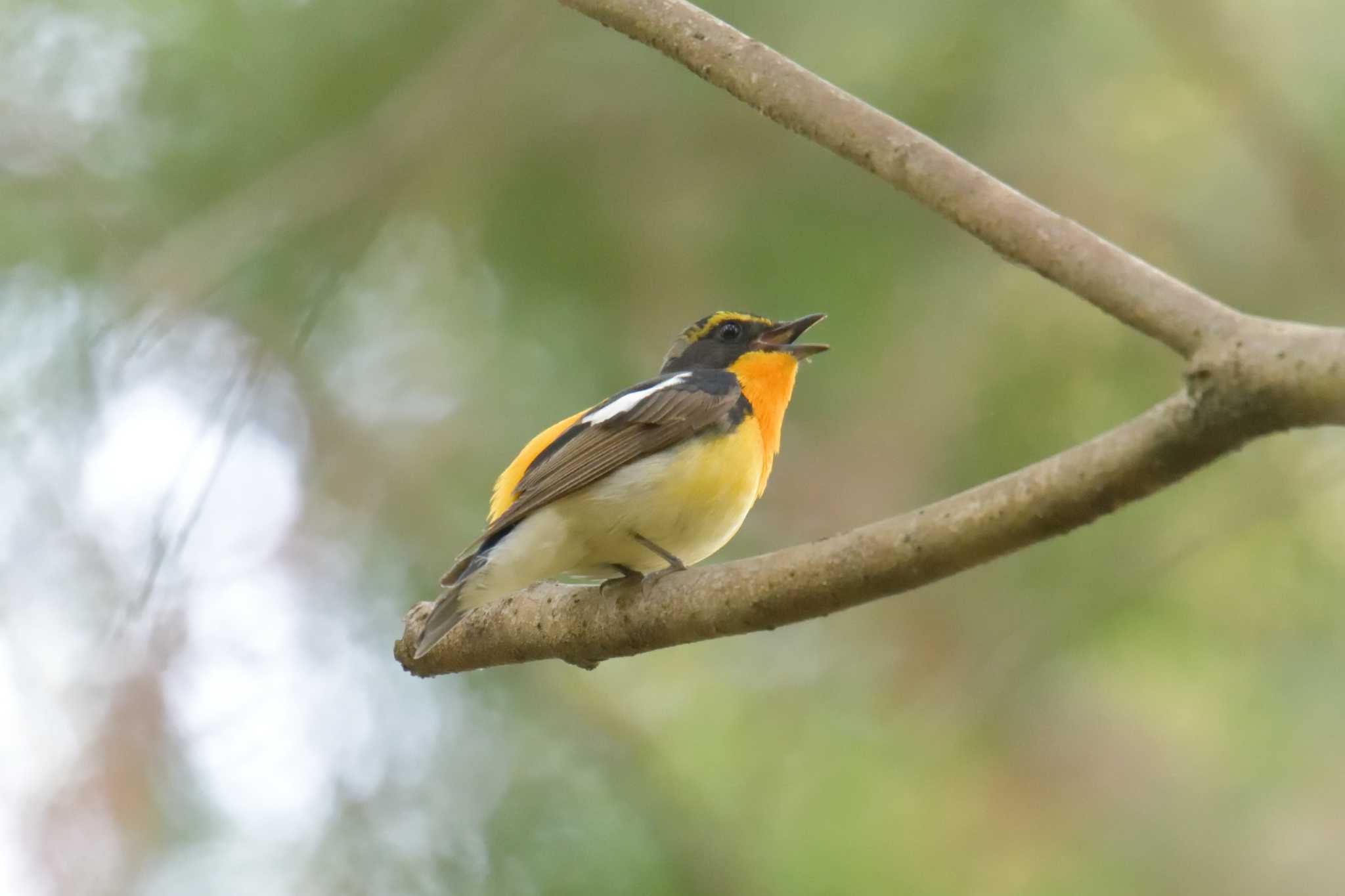 Narcissus Flycatcher