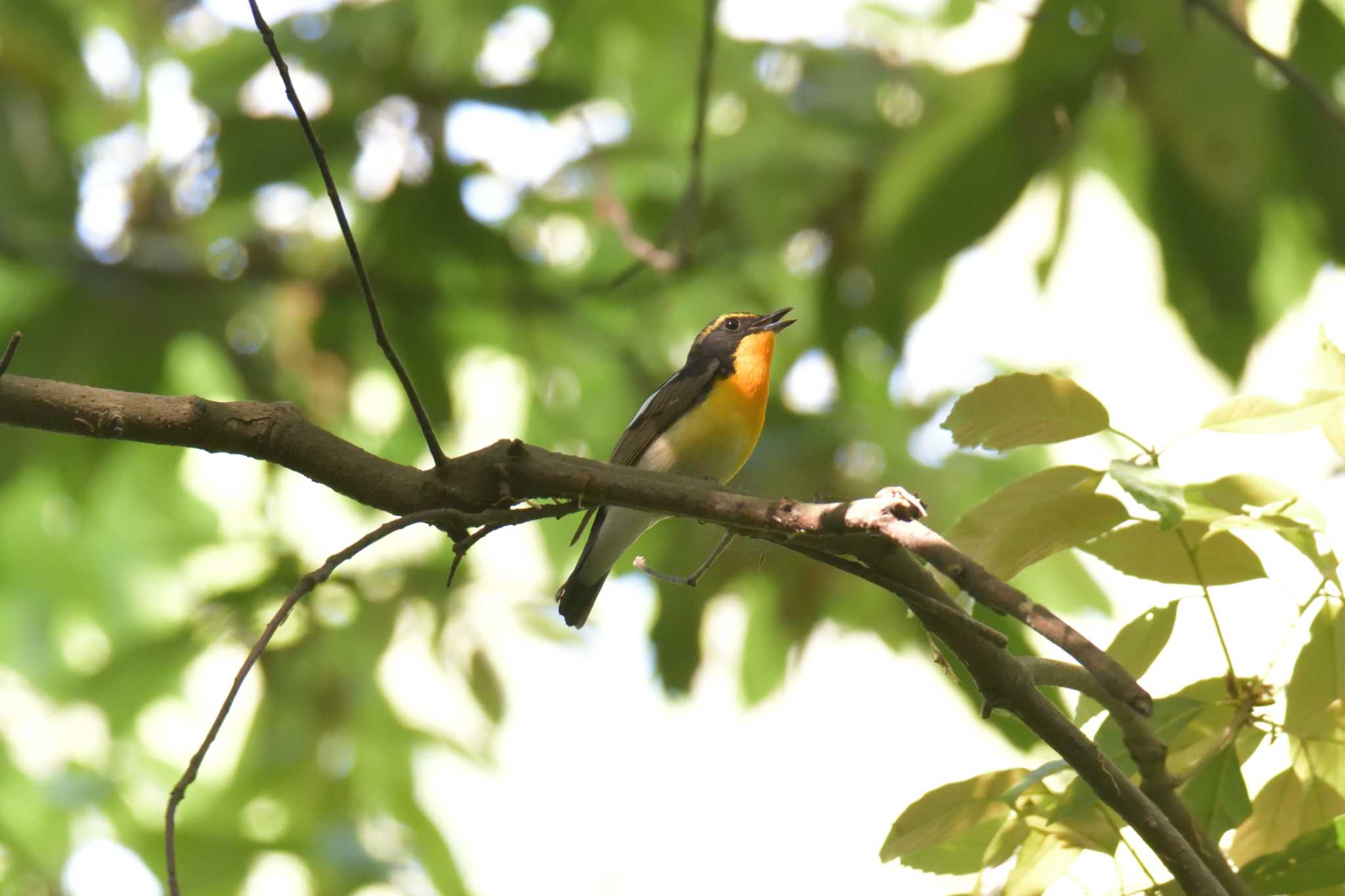 Photo of Narcissus Flycatcher at 滋賀県河辺いきものの森 by masatsubo