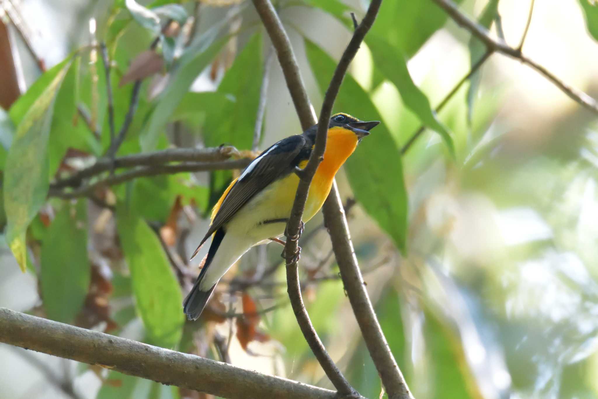 Narcissus Flycatcher