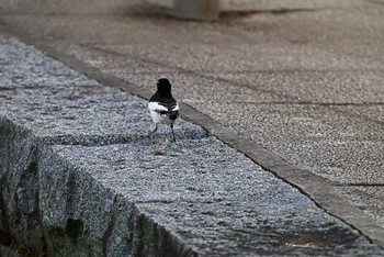 Japanese Wagtail 21世紀の森と広場(千葉県松戸市) Sat, 4/9/2016