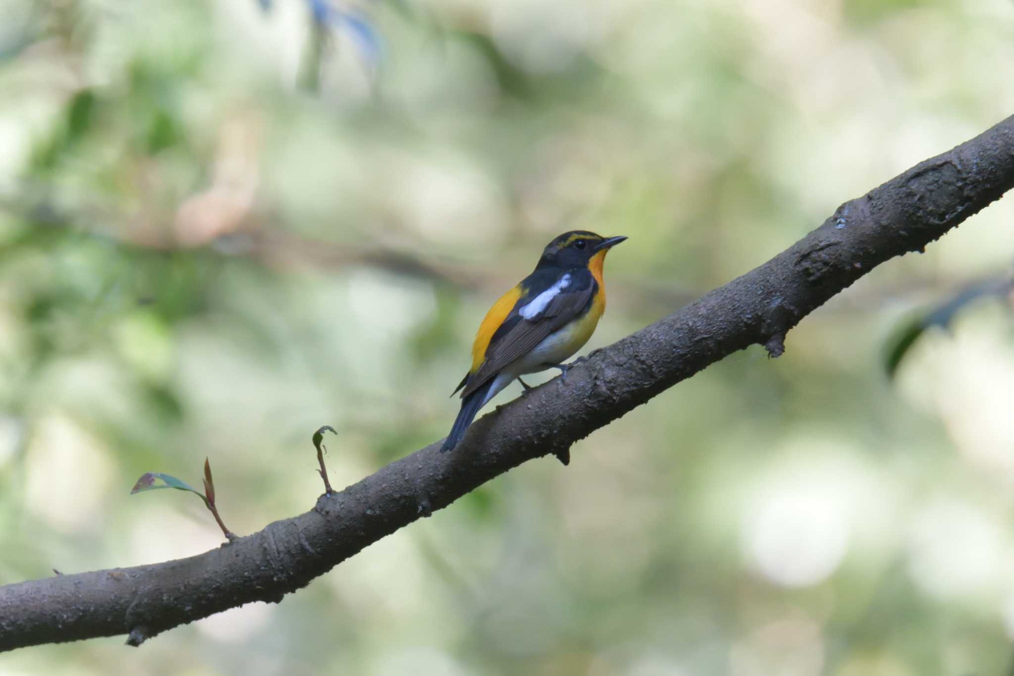 Narcissus Flycatcher