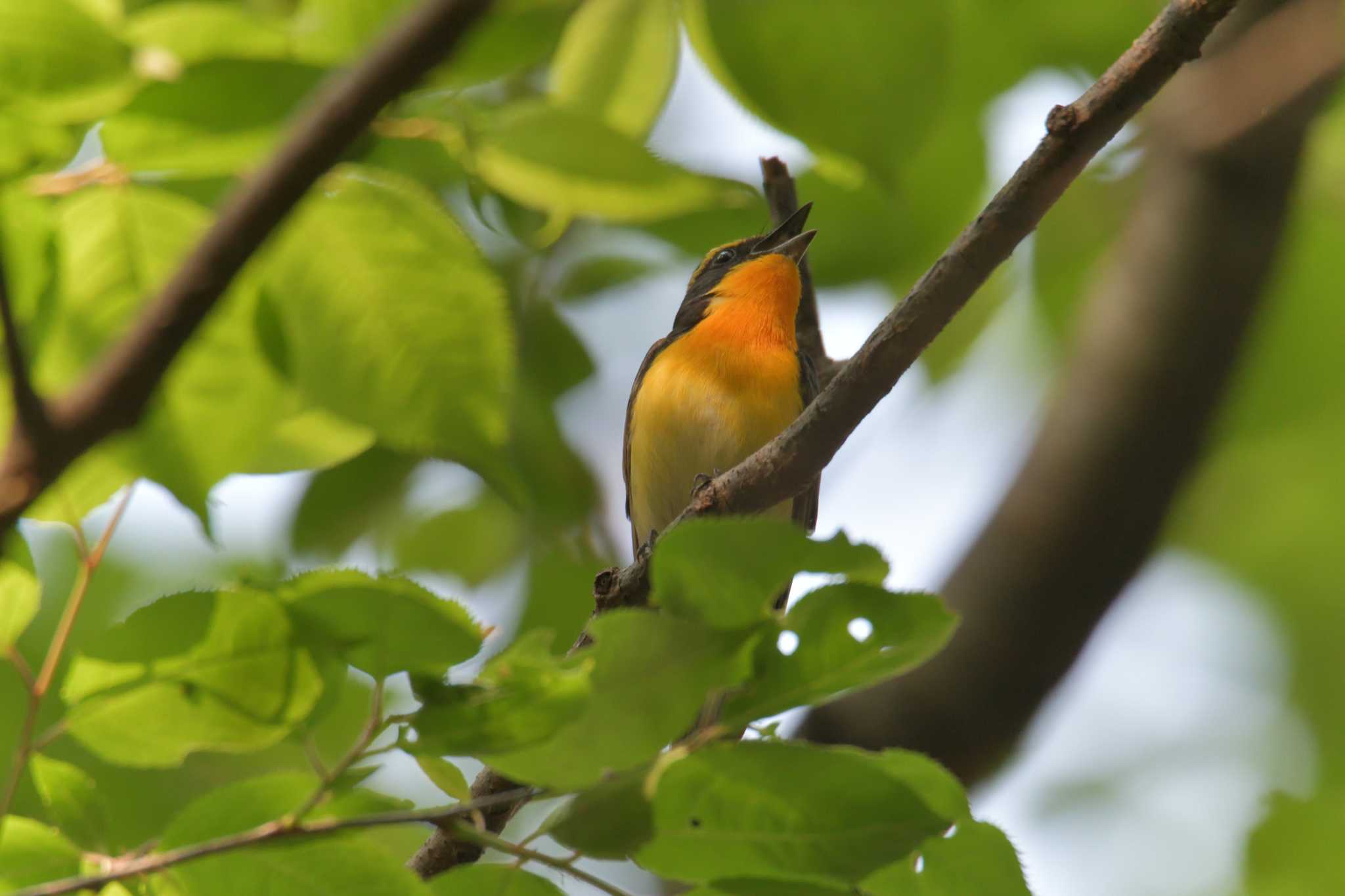 Narcissus Flycatcher