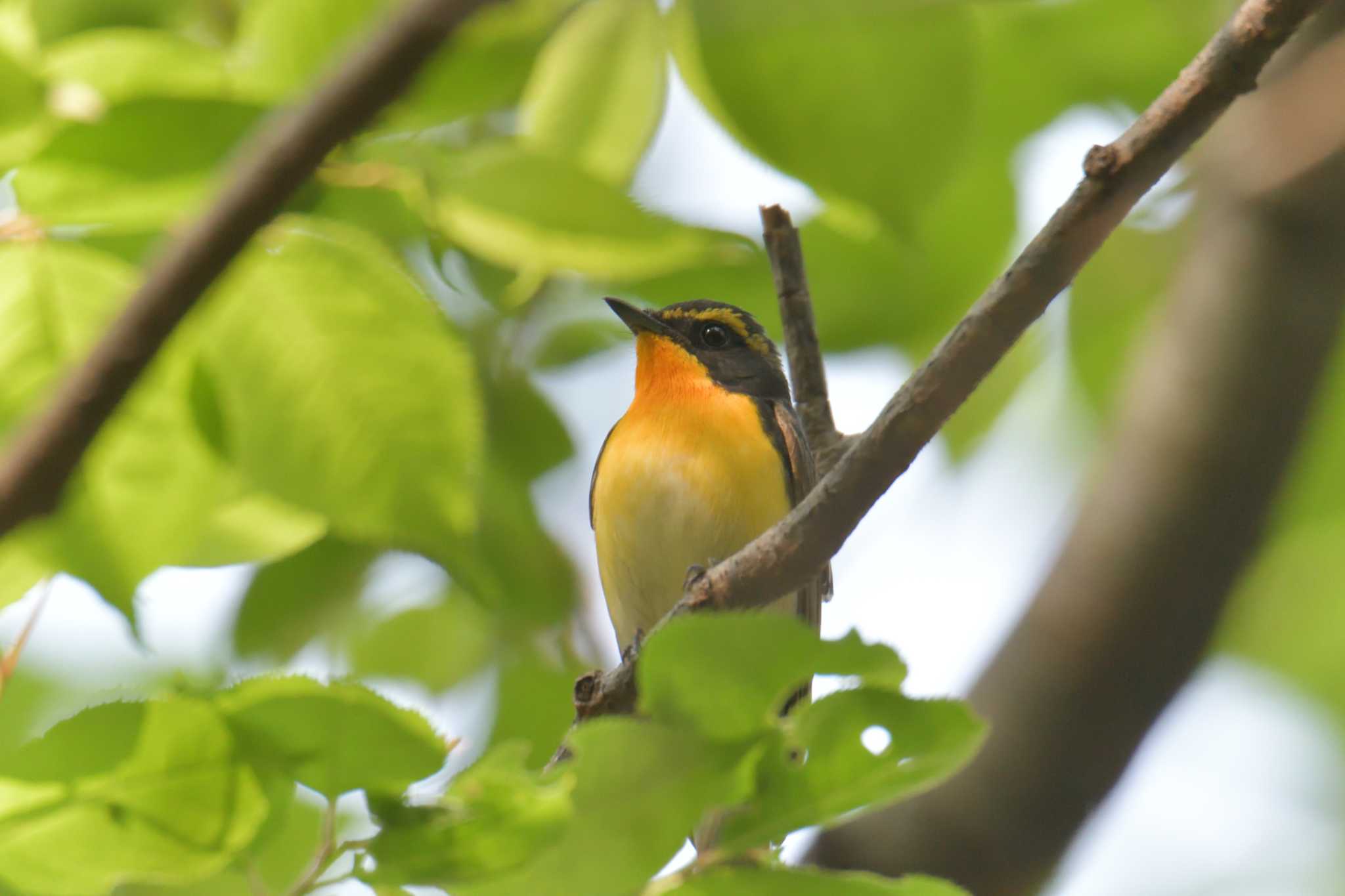 Narcissus Flycatcher