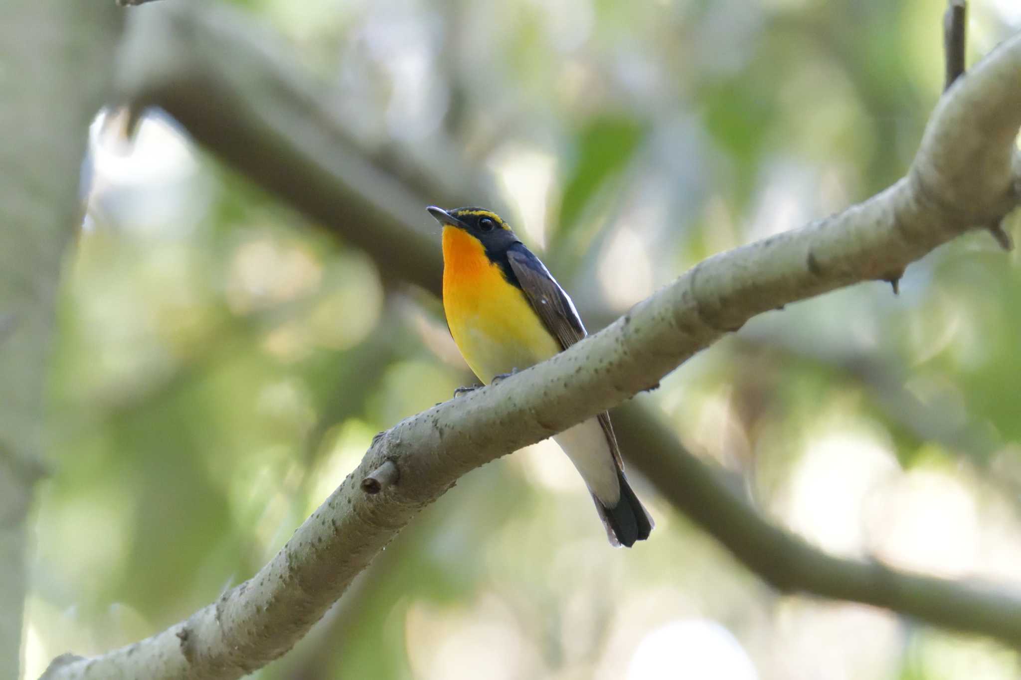 Narcissus Flycatcher