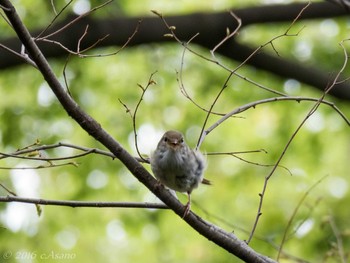 ウグイス 三ツ池公園(横浜市鶴見区) 2016年4月18日(月)