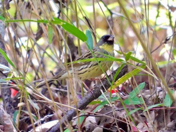 Masked Bunting 金ヶ崎公園(明石市) Sat, 5/2/2020