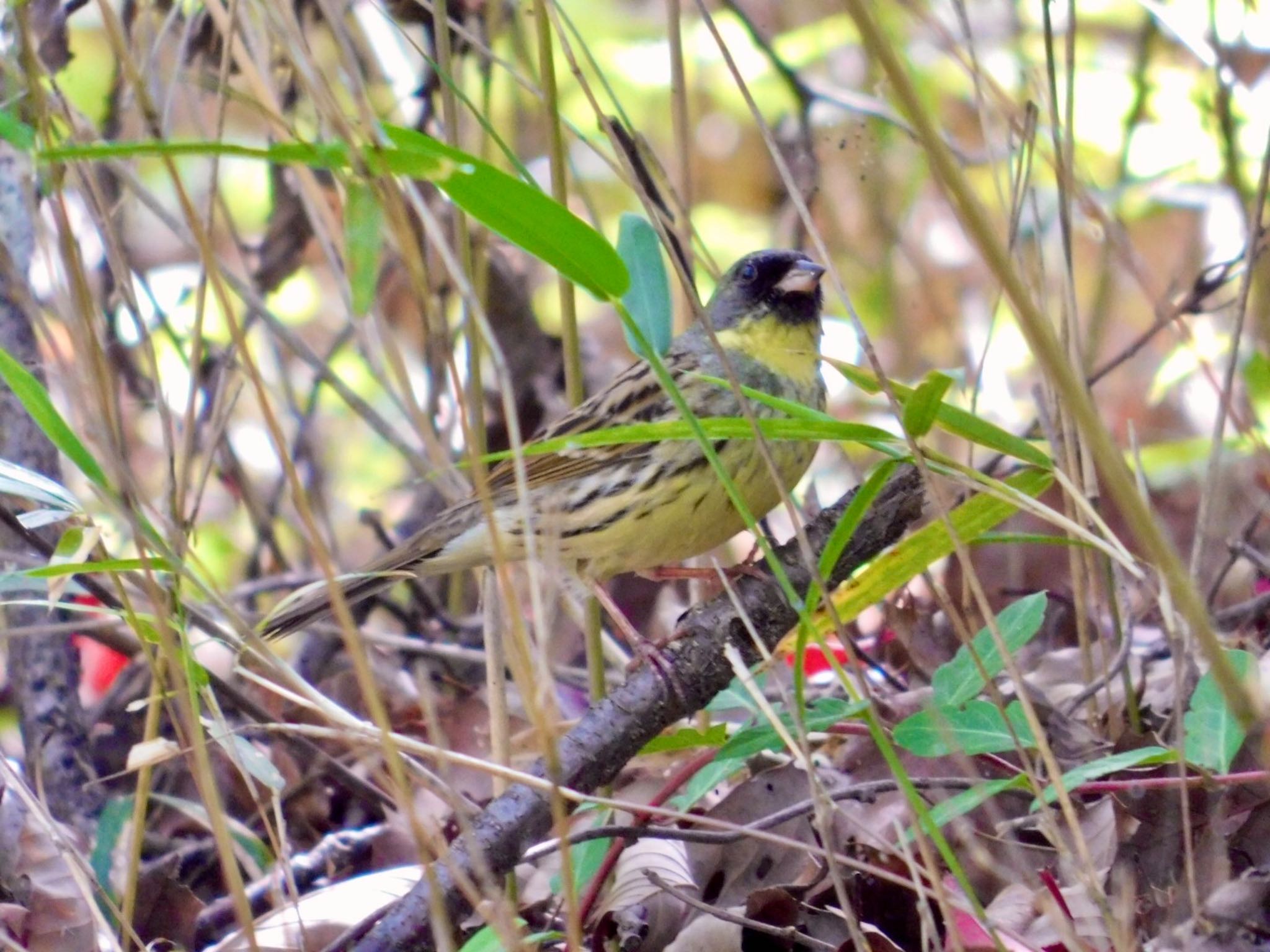 Masked Bunting