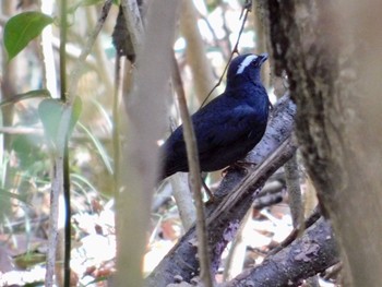 Siberian Thrush 金ヶ崎公園(明石市) Sat, 5/2/2020