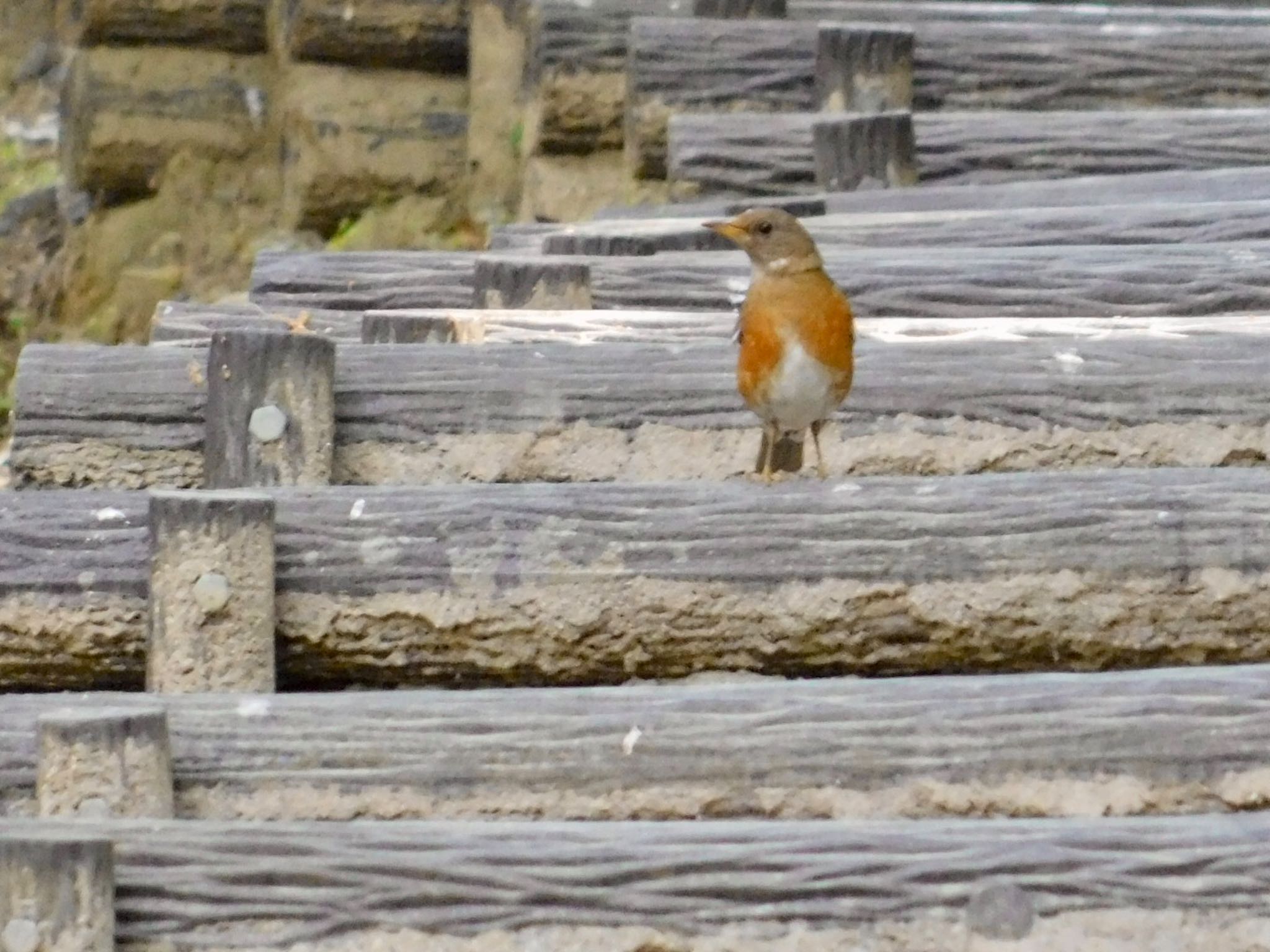 Brown-headed Thrush