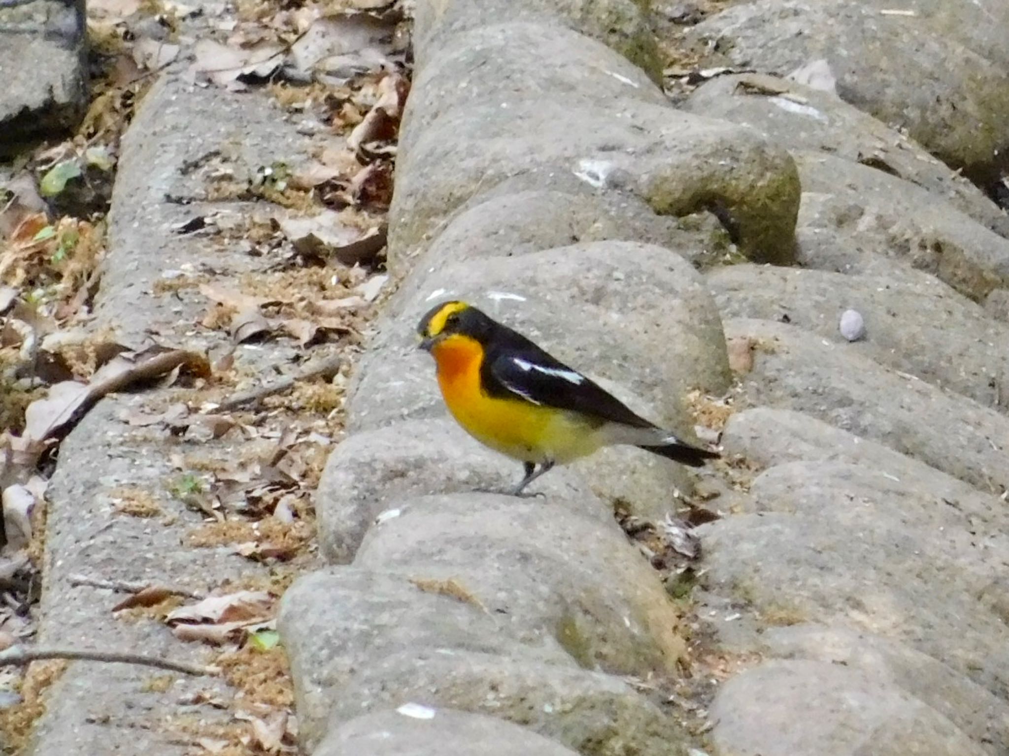 Narcissus Flycatcher