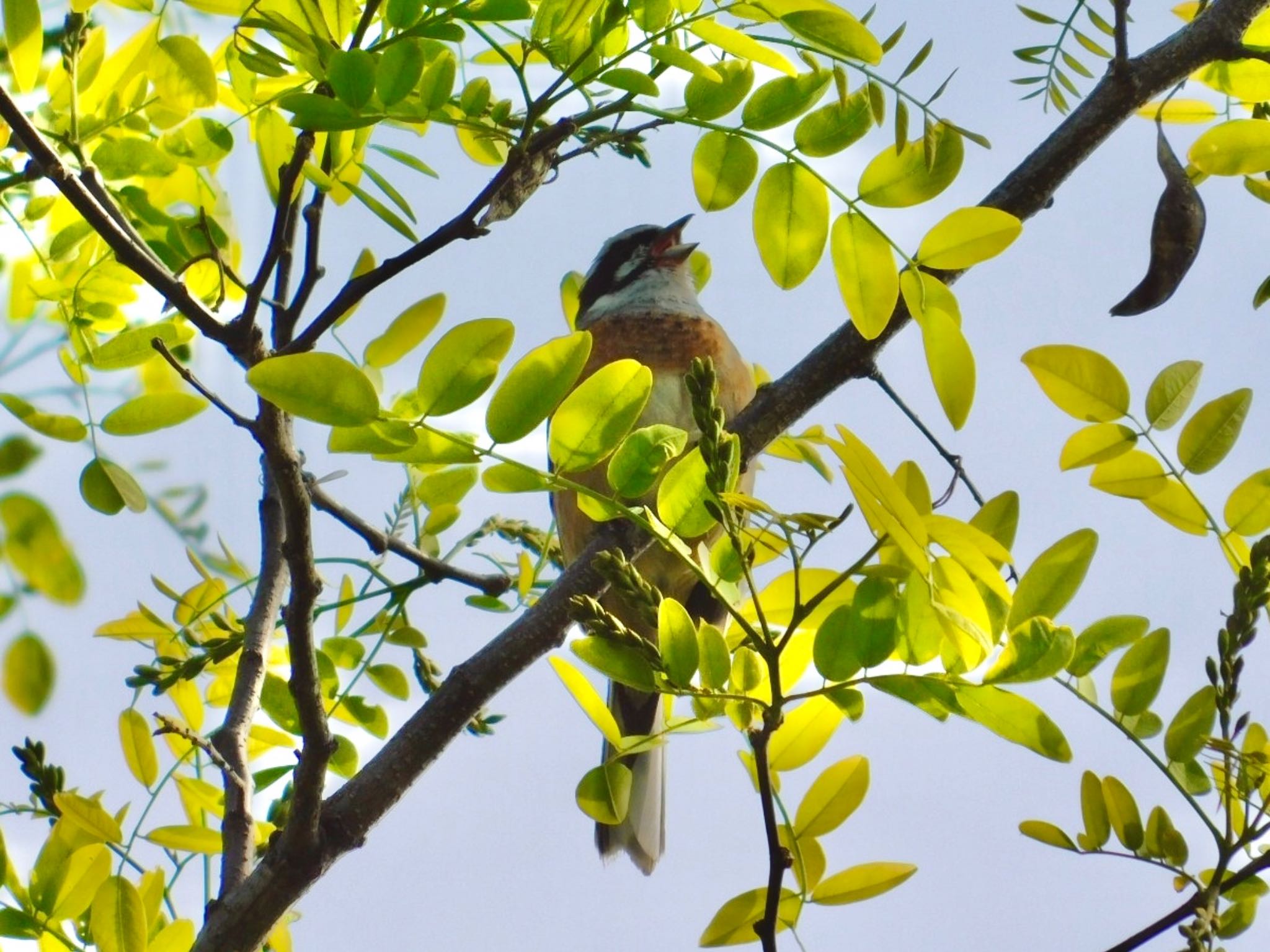 Photo of Meadow Bunting at 金ヶ崎公園(明石市) by カモちゃん