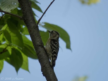 Japanese Pygmy Woodpecker Mitsuike Park Mon, 4/18/2016