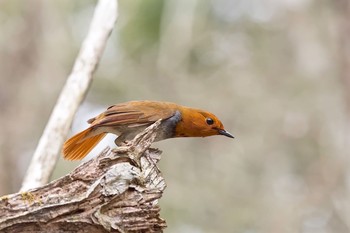 Japanese Robin Unknown Spots Mon, 4/18/2016