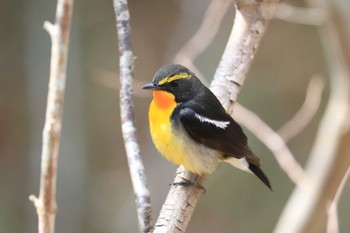 Sat, 5/2/2020 Birding report at Miharashi Park(Hakodate)