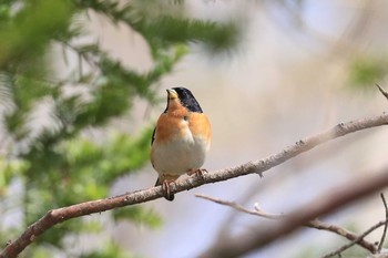 アトリ 北海道 函館市 見晴公園 2020年5月2日(土)