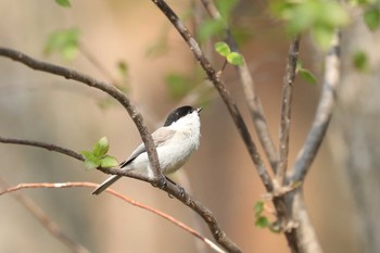 ハシブトガラ 北海道 函館市 見晴公園 2020年5月2日(土)