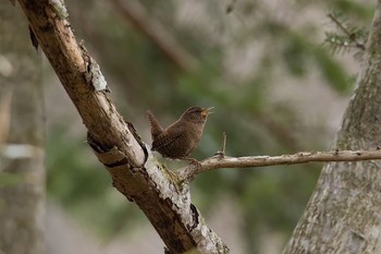 ミソサザイ 場所が不明 2016年4月18日(月)