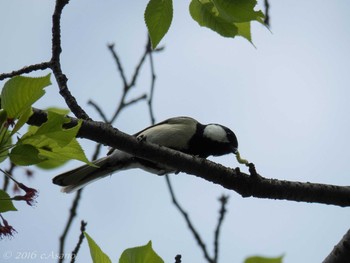 Japanese Tit Mitsuike Park Mon, 4/18/2016