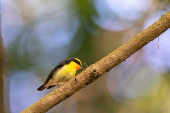 Narcissus Flycatcher 福岡県 北九州市 Wed, 4/29/2020