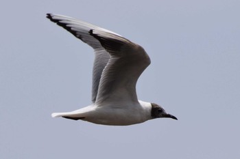 ユリカモメ 香櫨園浜 2020年5月2日(土)