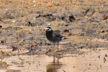 White-cheeked Starling 香櫨園浜 Sat, 5/2/2020