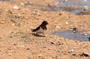 ツバメ 香櫨園浜 2020年5月2日(土)