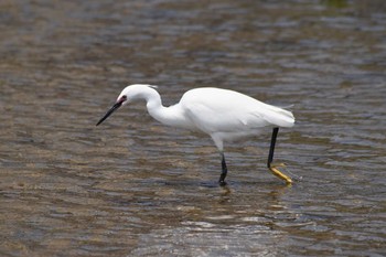 コサギ 香櫨園浜 2020年5月2日(土)