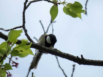 Japanese Tit Mitsuike Park Mon, 4/18/2016