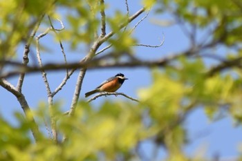 2020年5月2日(土) 甲山森林公園の野鳥観察記録