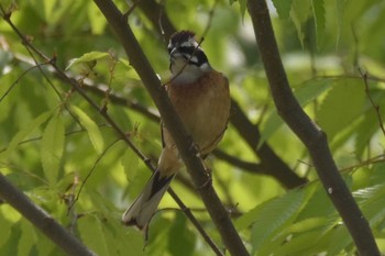 ホオジロ 三木総合防災公園 2020年5月2日(土)