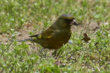 Grey-capped Greenfinch 三木総合防災公園 Sat, 5/2/2020