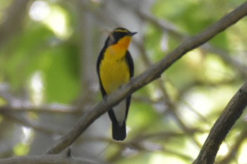 Narcissus Flycatcher 三木総合防災公園 Fri, 5/1/2020