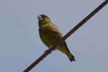 Grey-capped Greenfinch 三木総合防災公園 Fri, 5/1/2020