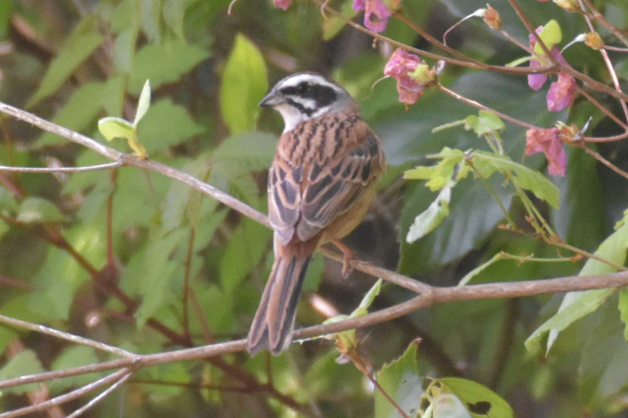 Photo of Meadow Bunting at 三木総合防災公園 by Shunsuke Hirakawa