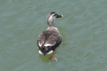 Eastern Spot-billed Duck 三木総合防災公園 Fri, 5/1/2020