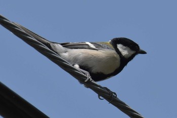 Japanese Tit 三木総合防災公園 Fri, 5/1/2020