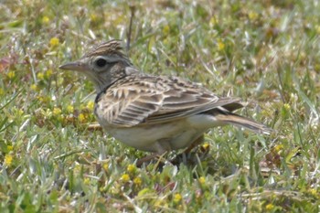 Eurasian Skylark 三木総合防災公園 Fri, 5/1/2020