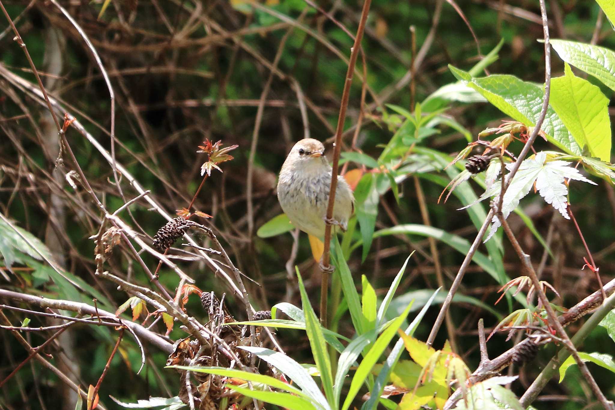 Japanese Bush Warbler