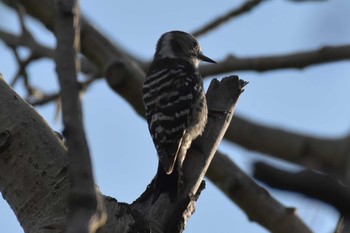 コゲラ 三木総合防災公園 2020年4月30日(木)