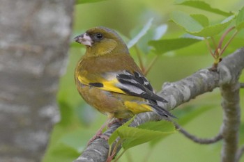 Grey-capped Greenfinch 三木総合防災公園 Thu, 4/30/2020