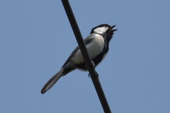 シジュウカラ 古法華自然公園 2020年4月29日(水)